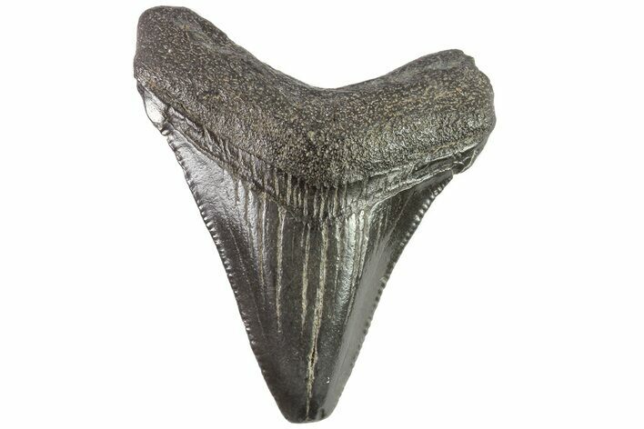 Juvenile Megalodon Tooth - Georgia #83655